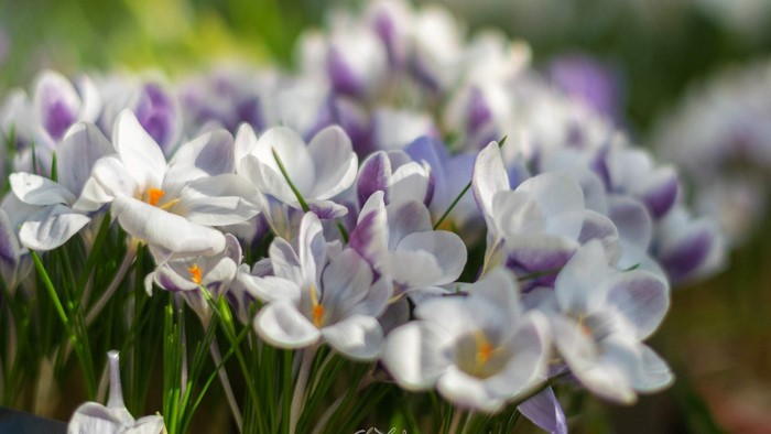 Close-up of white and purple crocuses in bloom