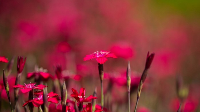 Red Carnations in a Field