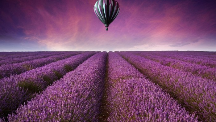 Hot Air Balloon Over Lavender Fields
