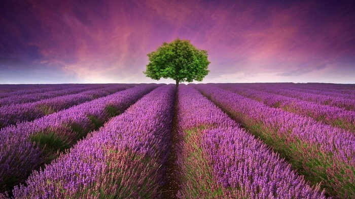 Lavender Field with a Lone Tree
