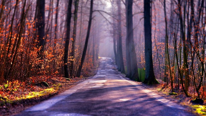 Forest road with autumn trees and fog