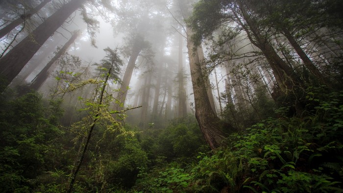 Misty Forest with Tall Trees
