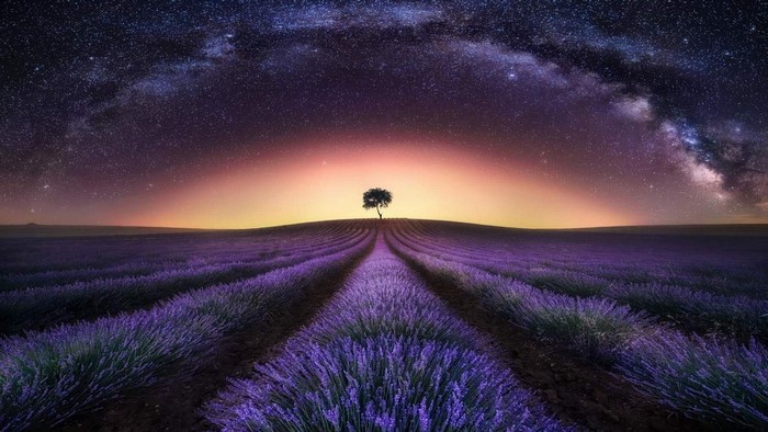 Lavender field under the Milky Way