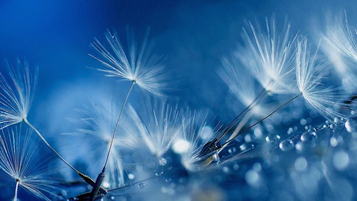 Dandelion seeds with water drops on blue background
