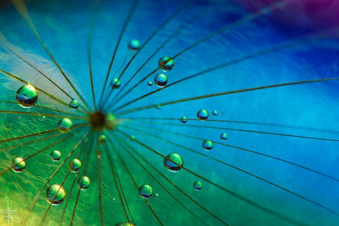 Macro view of water droplets on a dandelion seed
