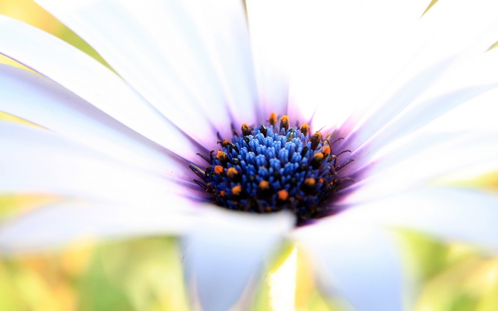 Close up of a white daisy with purple and blue center