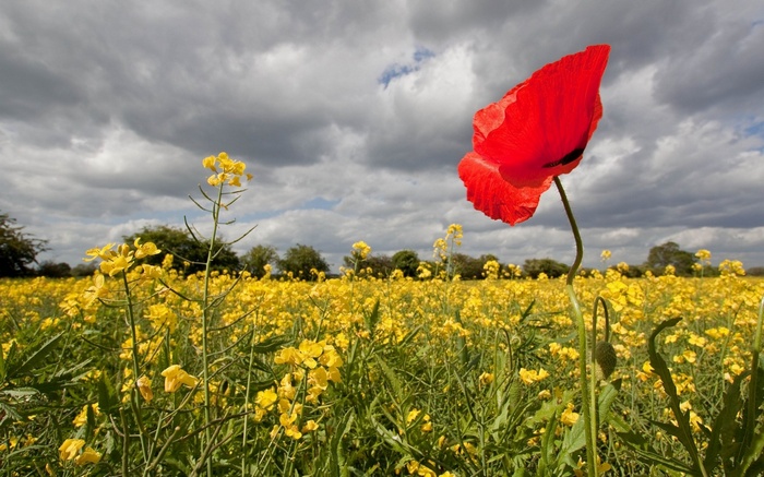 Red poppy in a field of yellow flowers
