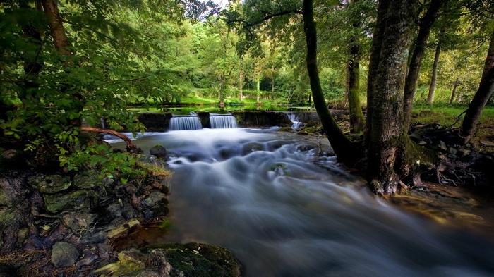 A forest stream with a small waterfall