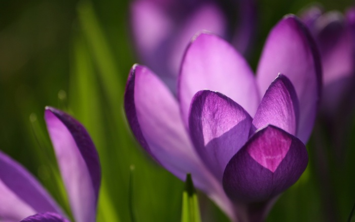 Purple crocus flowers in close-up