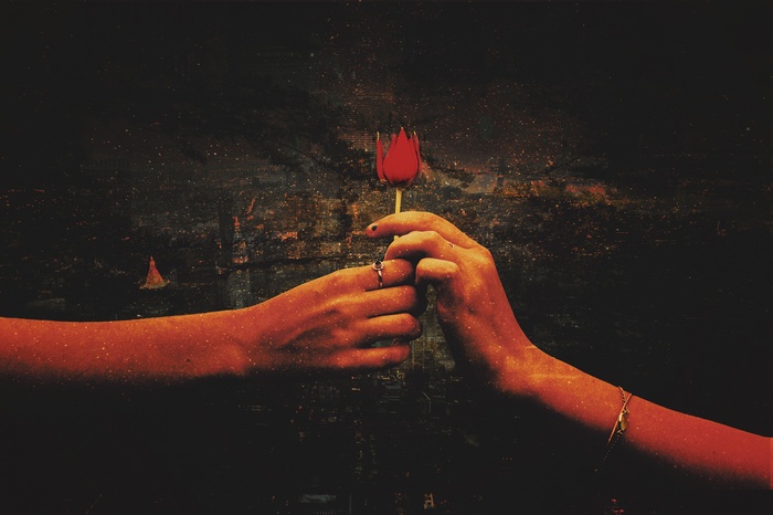 Hands holding a red rose with a city background 4K