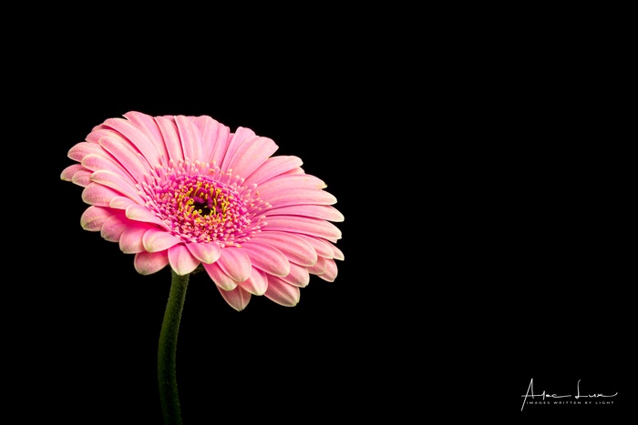 Pink Gerbera Flower