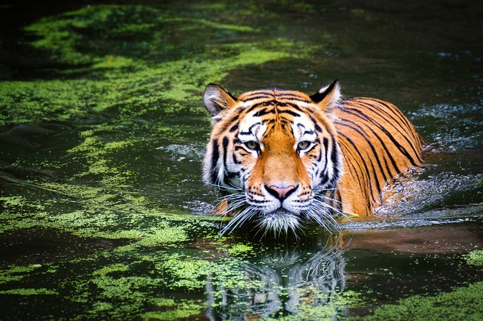 Tiger swimming in green water