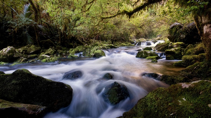 Mossy rocks in a flowing forest stream