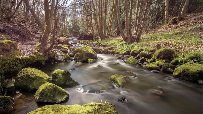 Mossy rocks in a forest stream