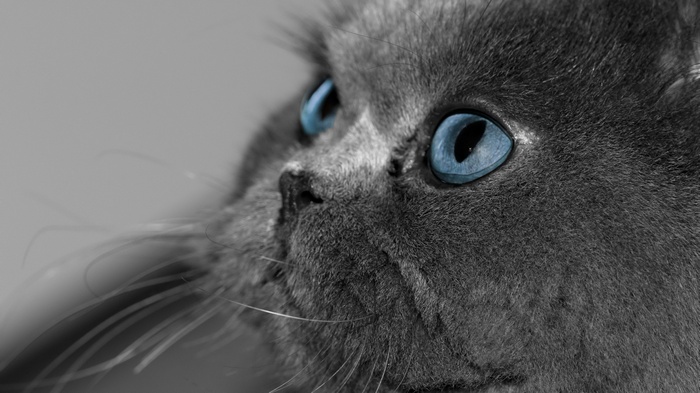 Close-up of a gray cat with blue eyes