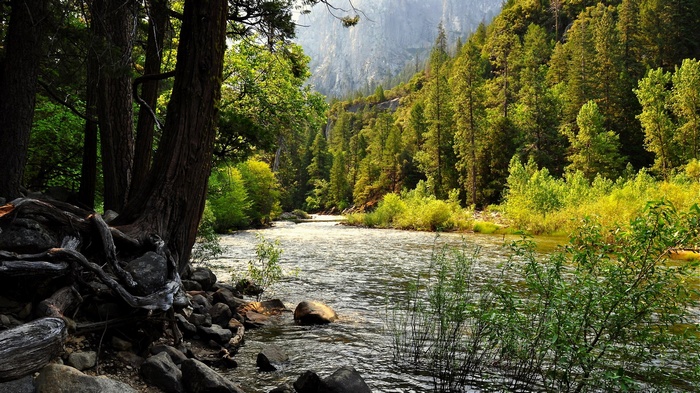 River flowing through a forest with a mountain in the background