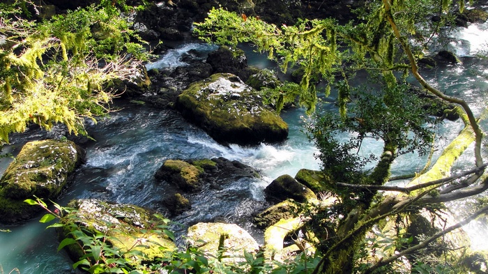 Moss-covered rocks in a flowing river