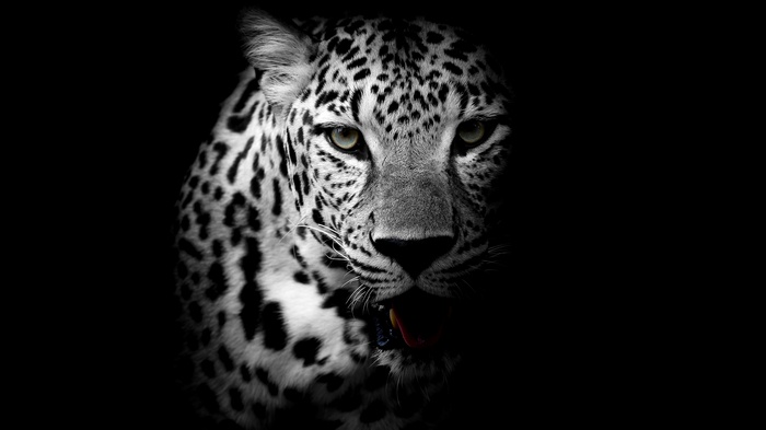 4K Leopard Portrait