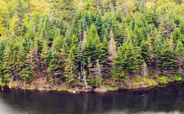 Dense forest with a dark lake in the foreground