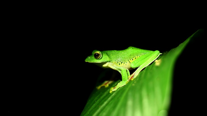 Green frog on a leaf