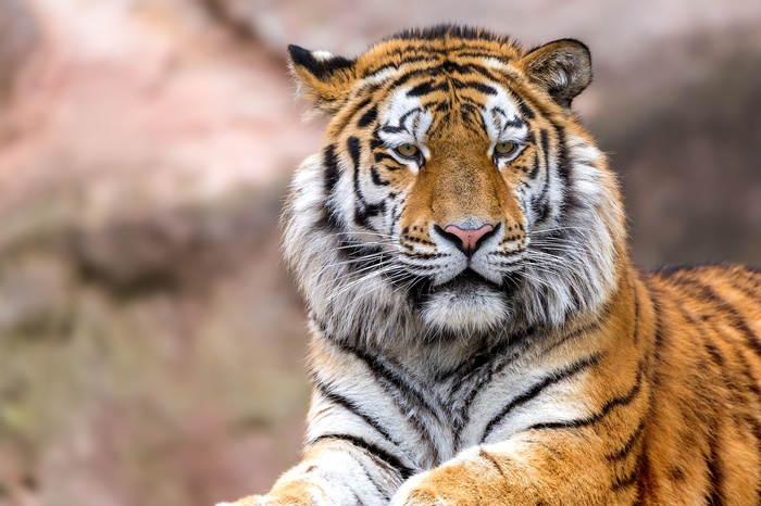 Close-up of a Bengal Tiger's face