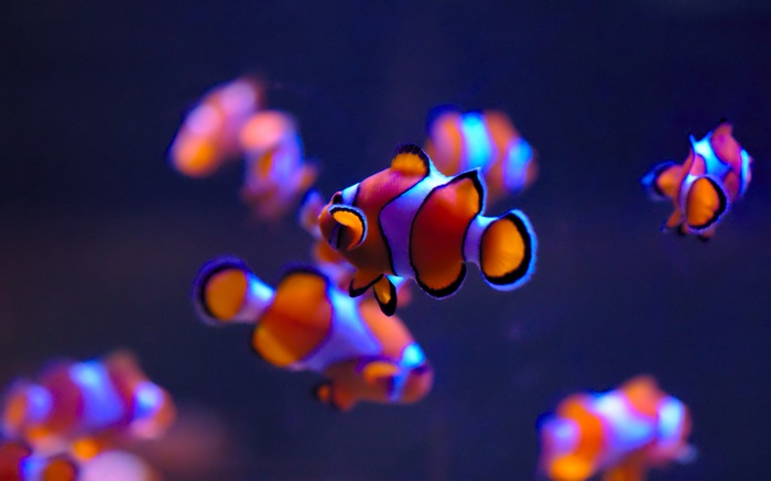 Clownfish in Deep Blue Water