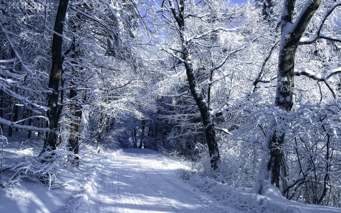 Snowy forest path with trees covered in snow