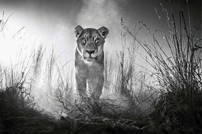 4K Lioness in tall grass