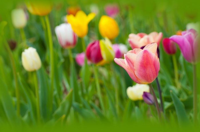 Colorful Tulips in a Field 4K