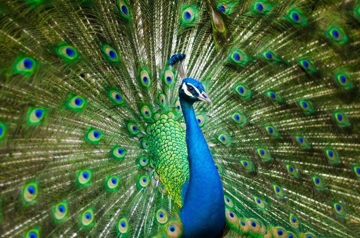 4K Peacock displaying its feathers