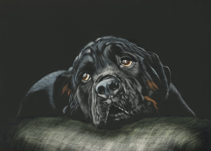 Black Rottweiler dog resting on a surface