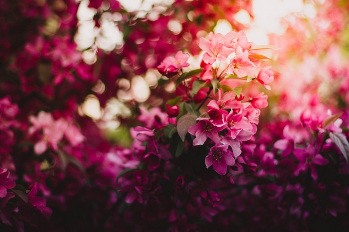 Pink flowers in bloom, 4K