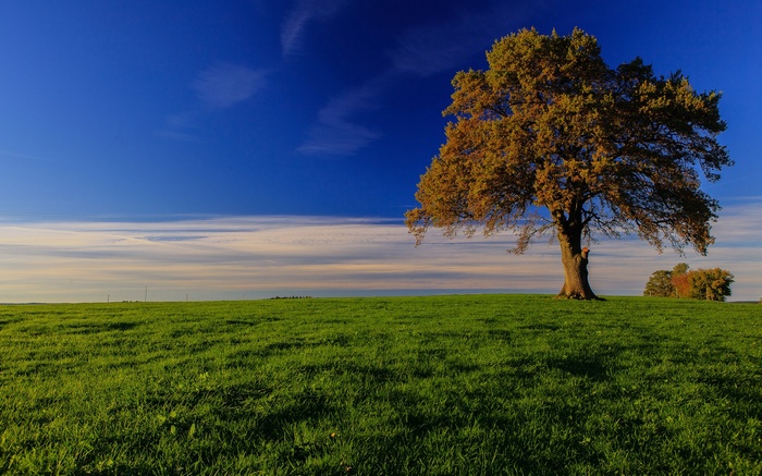 Lone tree on a grassy hill under a blue sky