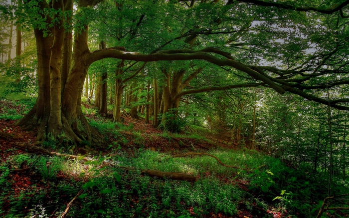 Sunlight filtering through a dense forest canopy
