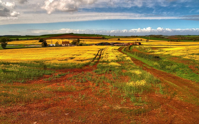 Rural landscape with yellow flower fields and farm buildings