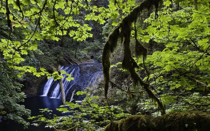 Waterfall in a mossy forest with green leaves