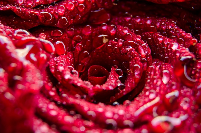 Macro shot of a red rose with water droplets, 4K