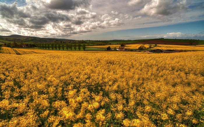 Field of yellow flowers under a cloudy sky