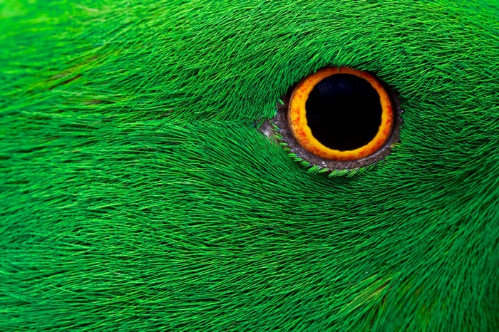 Close-up of a green bird's eye