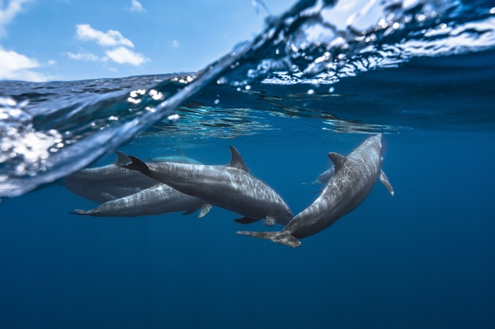 Dolphins swimming underwater in blue ocean