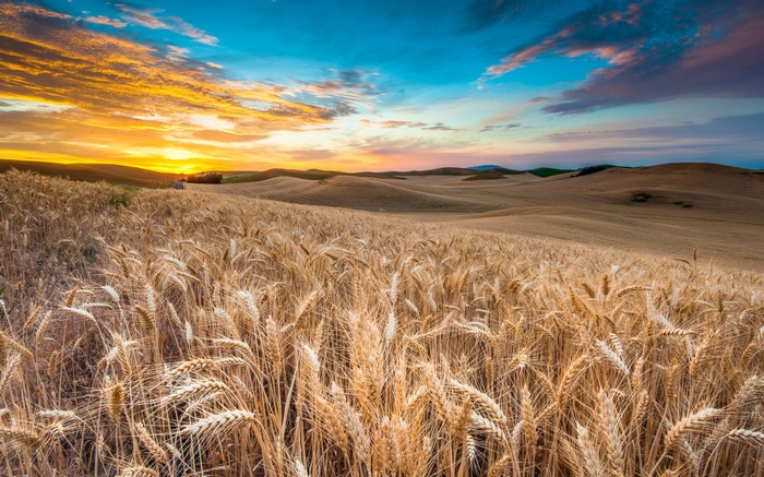 Wheat field at sunset with rolling hills