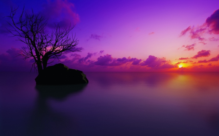 Bare tree on a rock in purple sunset over the ocean