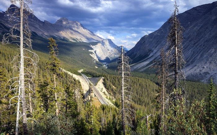 Mountain valley with road and dead trees