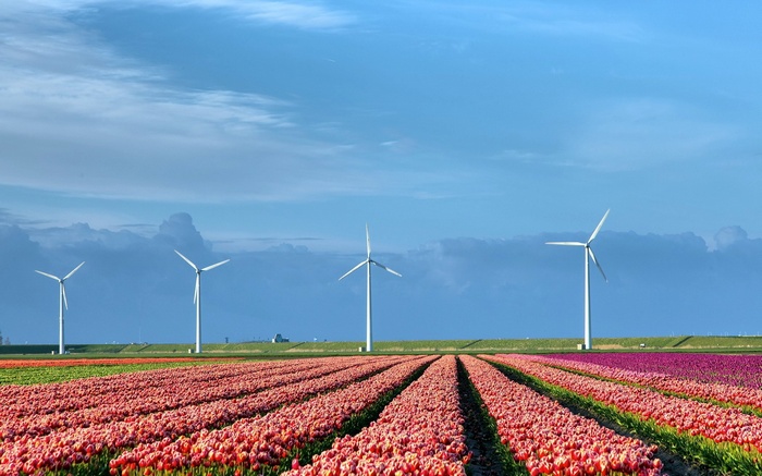 Tulip fields with wind turbines under a blue sky