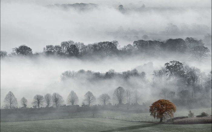 Misty valley with trees and a single autumn tree