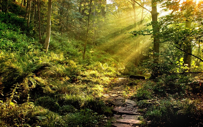 Sunlight streams through a forest onto a stone path