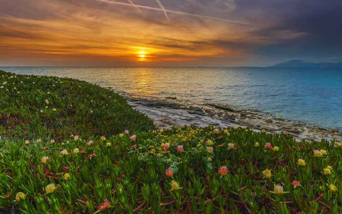 Coastal flowers at sunset over the sea