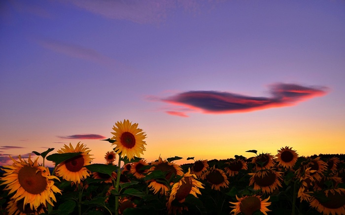 Field of sunflowers at sunset with colorful clouds
