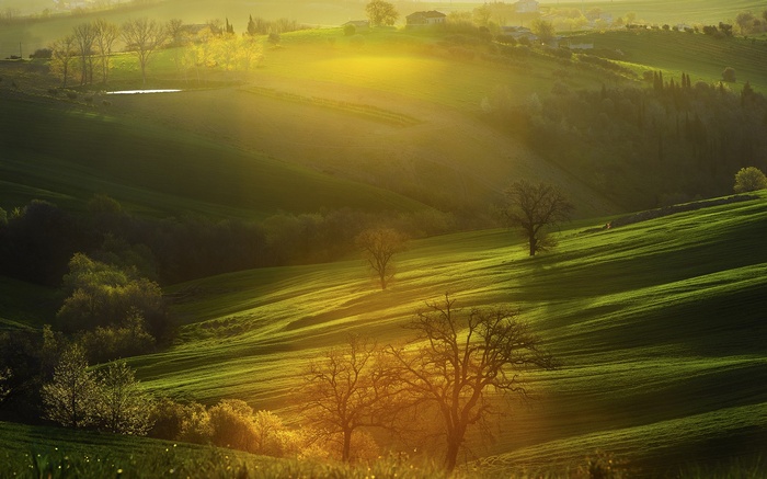 Rolling green hills bathed in golden sunlight