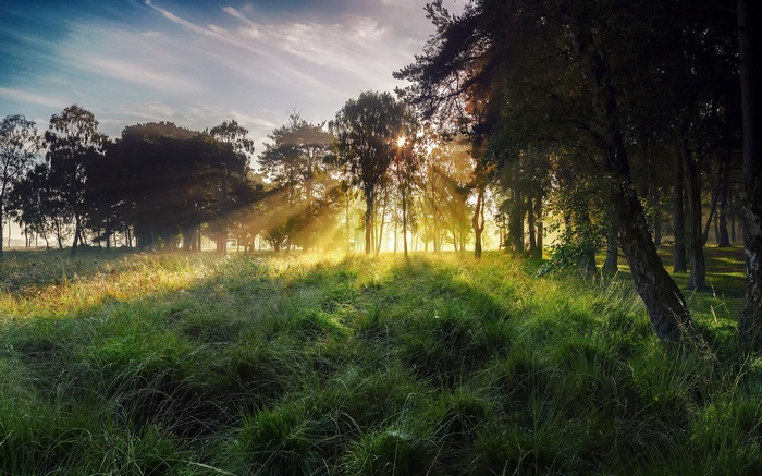 Sunbeams through trees in a grassy forest clearing